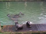 [Sea lions photo]