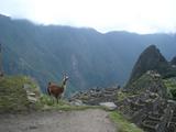 [Photo of llama at Machu Picchu]