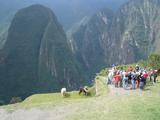 [Photo of llamas]