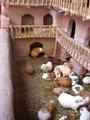 [Photo of guinea pigs]