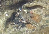 [Photo of fish]