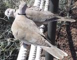 [Photo of pigeons]