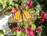 [Photo of a butterfly]