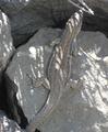 [Photo of a Canary Island lizard]